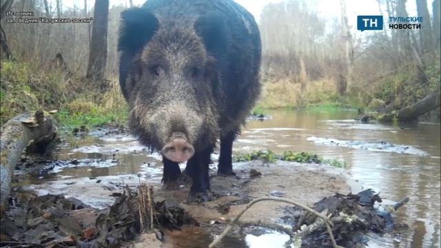 В соседней с Тульской Калужской области в фотоловушку попал кабан смотреть онлайн