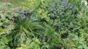 Видео журнал "СОФ №125" Пример МАЛЕНЬКОГО САДА. Очарование и дизайн