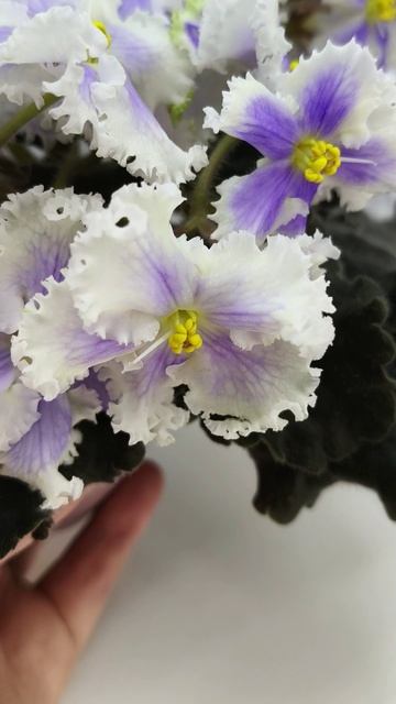 Фиалка РМ-Золотой Берилл