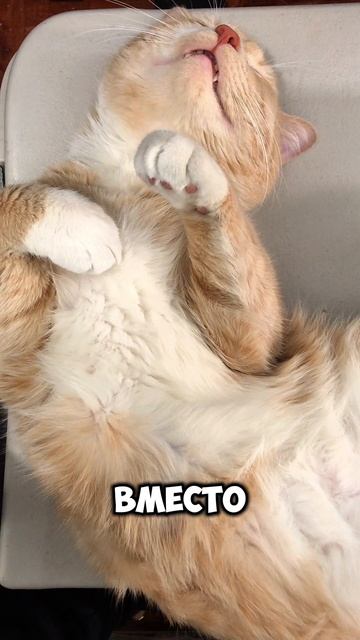 Высокий IQ смотреть онлайн