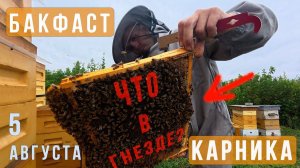 Бакфаст и Карника. Что в гнезде на 5 августа