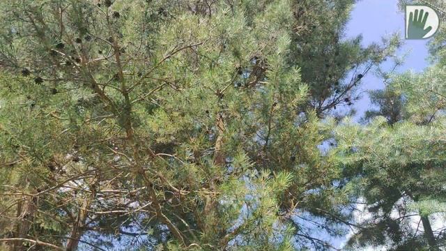 Видео журнал "СОФ №104" "Сад ШАХЕРЕЗАДЫ" Яркая история о дизайне и уходе. ЧАСТЬ 1 смотреть онлайн