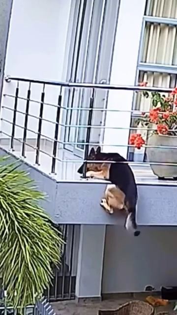 Собака позвала хозяина на помощь смотреть онлайн