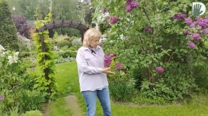 Видео журнал "СОФ №124" ВРЕМЯ СИРЕНИ. Опыт, история и красота