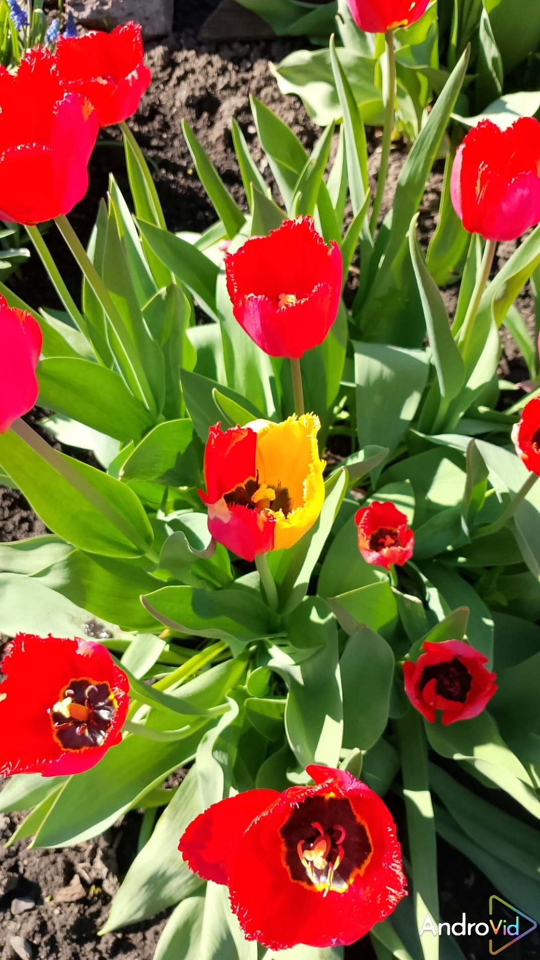 Красота и музыка!❤️ смотреть онлайн