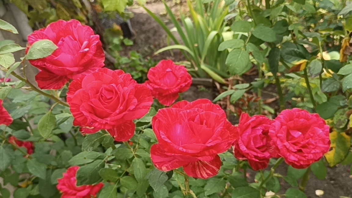 Розы. Прогулка в лето. 2 часть.