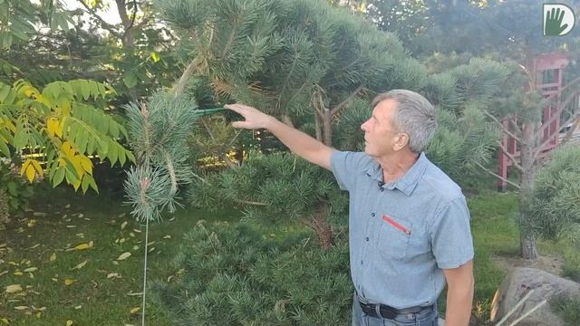 Видео журнал "СОФ №113" Осенний сад с ГОРТЕНЗИЯМИ. Дизайн, опыт и эксперименты. смотреть онлайн