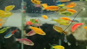 Обстановка на разводне