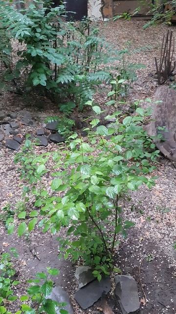 Свежесть дождя в Бишкеке. Летом, каждая капля на вес золота