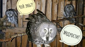 Что за зверь потерял зуб? Сыч Лучик снова лютует в совешне. Вольер достраивается, зима задерживается