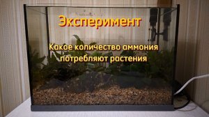 Эксперимент. Какое количество аммония потребляют растения.
