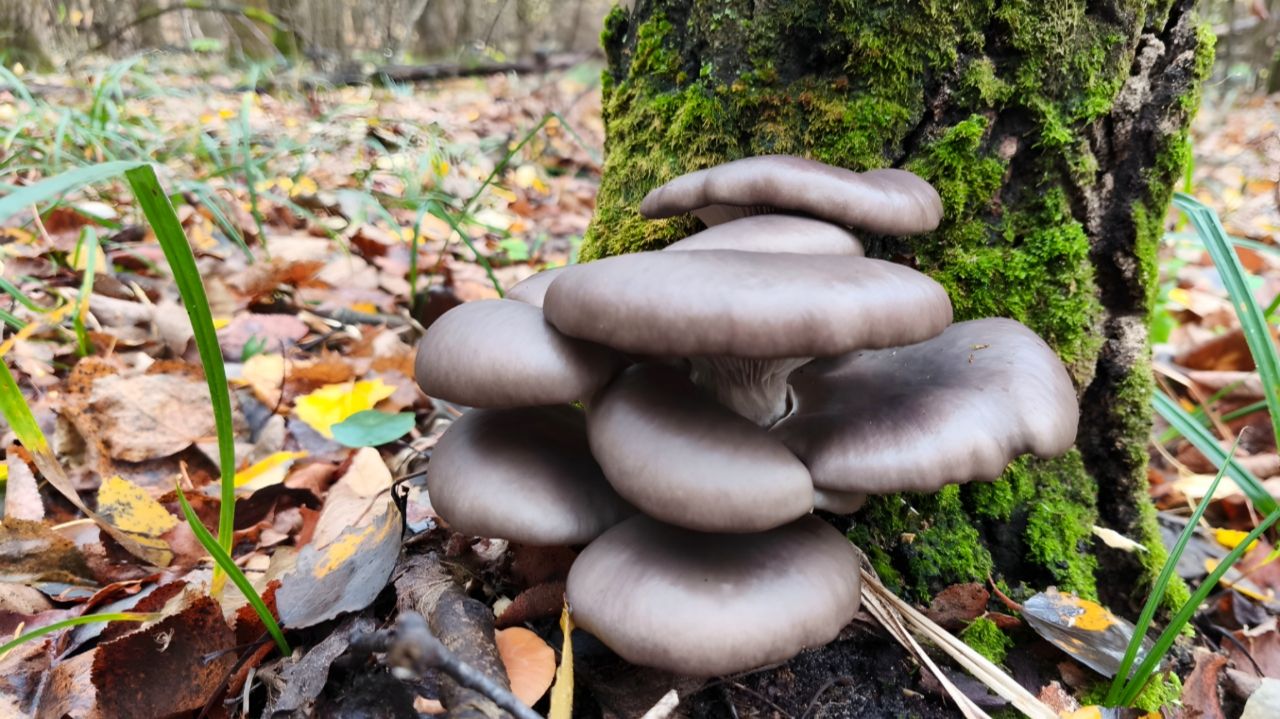 ЗИМНЯЯ СКАЗКА!!! ТИХАЯ ОХОТА В ДЕКАБРЕ. Семейный сбор грибов смотреть онлайн