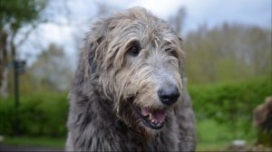 Лай волкодава. Звук лая большой злой собаки. Злобный лай