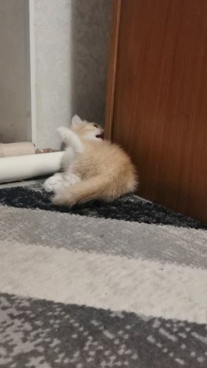 Котиное семейство в сборе!