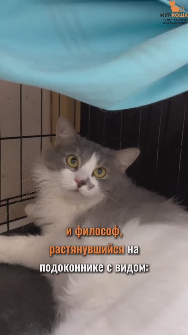 Котауси ждёт вас в приюте #Муркоша смотреть онлайн