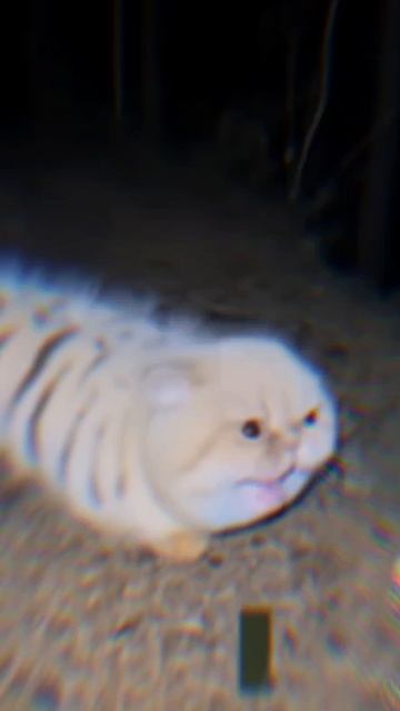 КОТОГУСЕНИЦА ЭДИТ #котогусеница #эдит #рекомендации #реки #рек