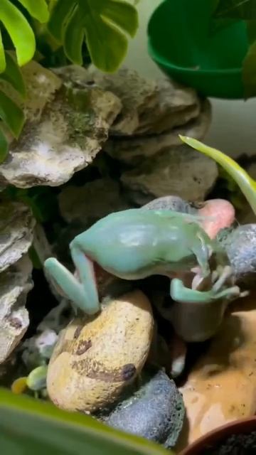 Жесткая схватка за червяка😍 смотреть онлайн