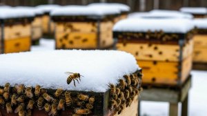 ФИНАЛЬНАЯ ПРОВЕРКА пасеки в ноябре | Защита от мышей, вентиляция, клуб | Ленобласть