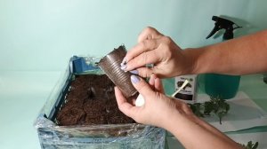 ВЕСТИ ИЗ ТЕПЛИЦЫ. СНИМАЮ  ЦЕННЫЕ ЧЕРЕНКИ НА УКОРЕНЕНИЕ.