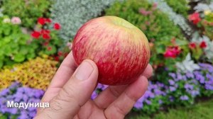 Летние и раннеосенние сорта в Башкирии