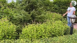 Видео журнал "СОФ №138" Элементы регулярного стиля в АВТОРСКОМ САДУ. ДИЗАЙН и УХОД