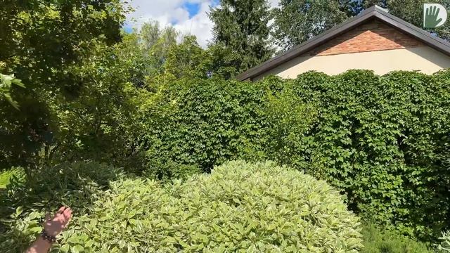 Видео журнал "СОФ №147" - САД В ОТЛИЧНОЙ ФОРМЕ. Изменения за 10 лет! смотреть онлайн