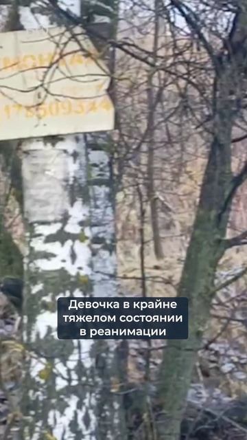 Стая собак напала на 9-летнюю девочку под Казанью смотреть онлайн