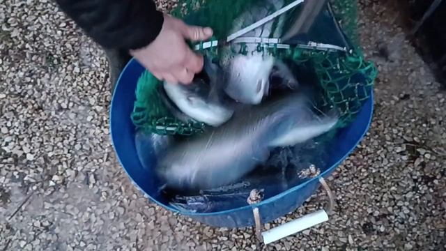 Forest Fishing 01.12.25