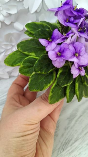 Фиалка химера Rob's Lucky Charm