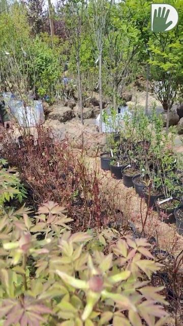 СОВЕТЫ из питомника 4 #design #дача #сад #ландшафтныйдизайн #лето смотреть онлайн