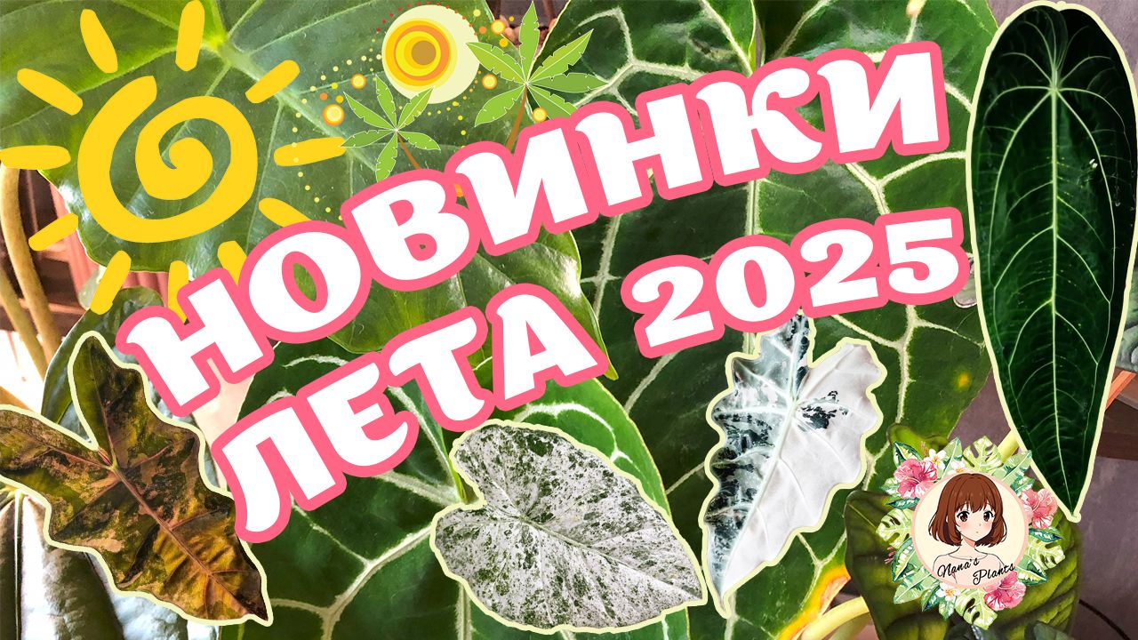 НОВИНКИ ЛЕТА 2025: ВАРИЕГАТНЫЕ АЛКИ И ДРУГИЕ КРАСОТКИ  #обзор #новинки #plants #alocasia