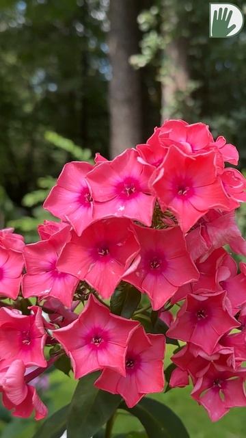 ГЛАВНЫЙ ГЕРОЙ ИЮЛЯ - ФЛОКС! #дача #ландшафтныйдизайн #design #garden #цветы #youtubeshorts смотреть онлайн