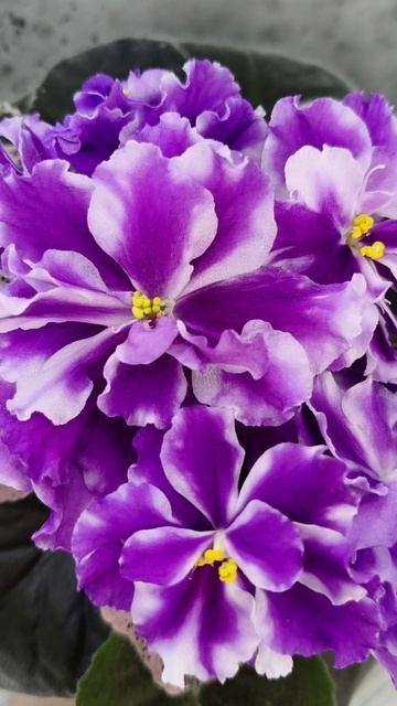 Фиалка ВаТ-Морской Стиль