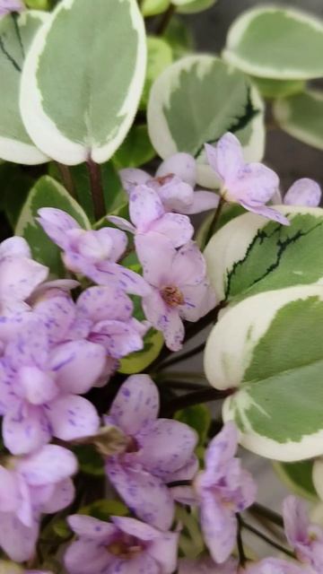 Фиалка трейлер химера Жемчужный Восторг