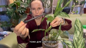 Формировка пышной аглаонемы