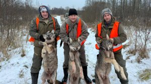 Накрошили волков. Раннее открытие сезона облавной охоты.