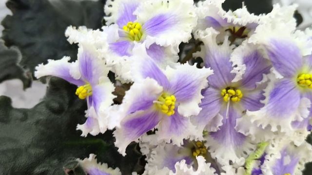 Фиалка РМ-Золотой Берилл