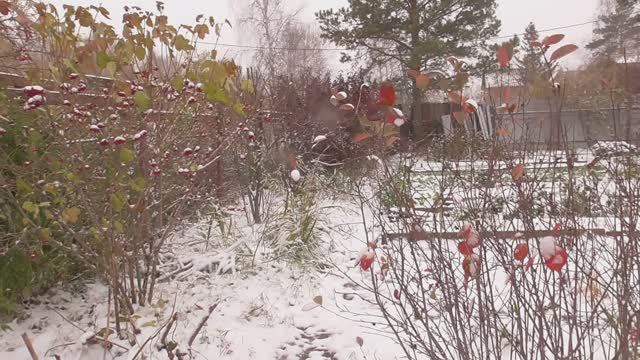 Дача. Октябрь 2024 г. Обзор смотреть онлайн