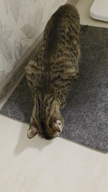 Точилка в подарок