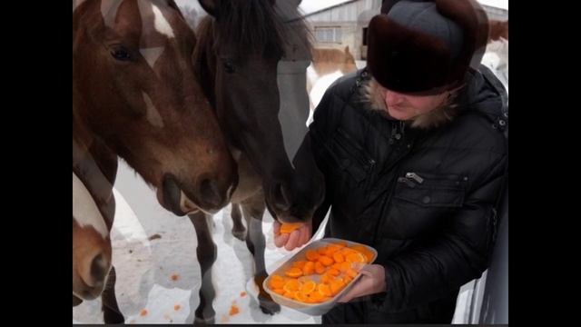 мандарины и лошадки смотреть онлайн
