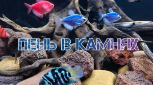 Пень в камнях