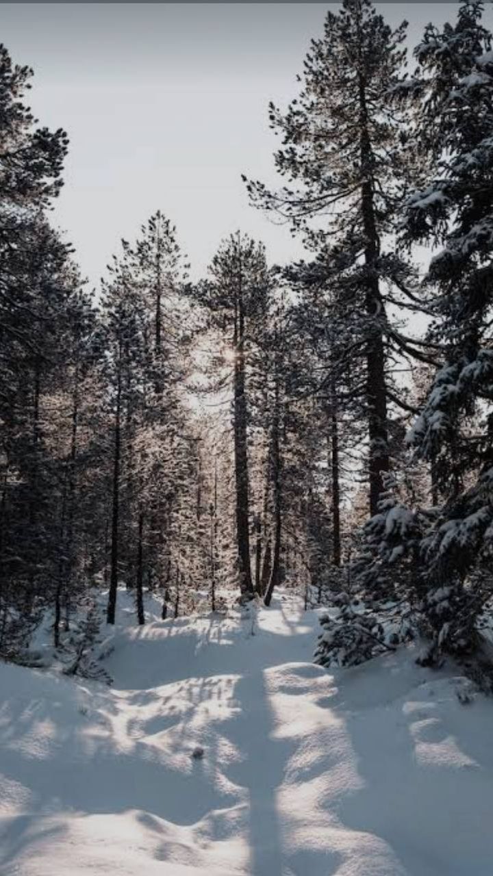 Тайга зимой великолепна смотреть онлайн
