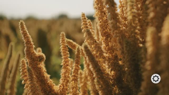 Амарант – золотое зерно. Сделано в России