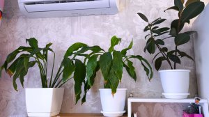 Влог. Наконец то пересадила цветы. Авито продажи.