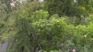 Видео журнал «Сады в отличной форме №23» Взрослый теневой сад дизайнера Натальи Китовой.