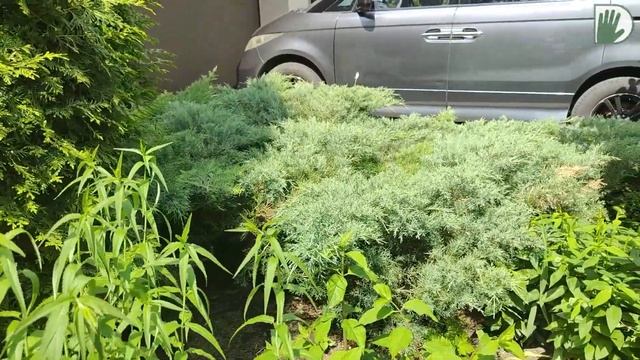 Видео журнал "СОФ №102" Да здравствует, ДИЗАЙН и УХОД! Пример САДА для СЕБЯ смотреть онлайн