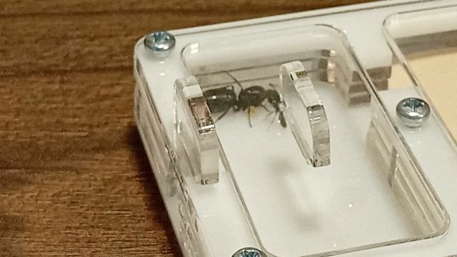 Муравьи Жнецы, Camponotus Japonicus, Camponotus pseudoirritans смотреть онлайн