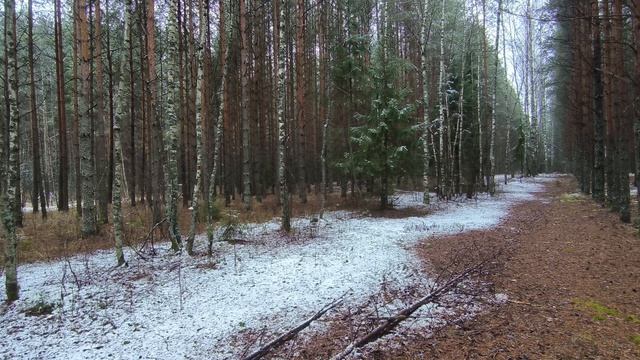 Заснеженный лес. Ноябрь 2025 смотреть онлайн