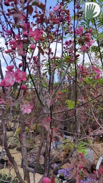 СОВЕТЫ из питомника 2 #design #дача #сад #ландшафтныйдизайн #лето смотреть онлайн