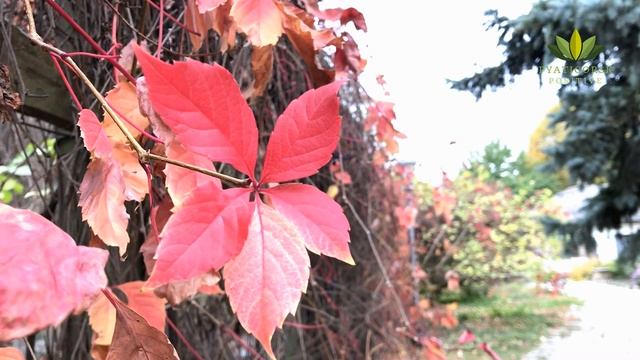 Государственный музей-заповедник М.Ю.Лермонтова смотреть онлайн
